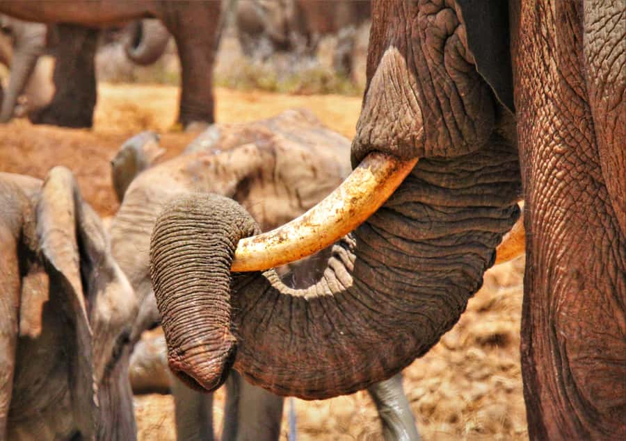Addo Elephant National Park: Full-Day Safari Tour with Lunch - The BBQ Lunch Break: Traditional Braai That Actually Keeps You Going