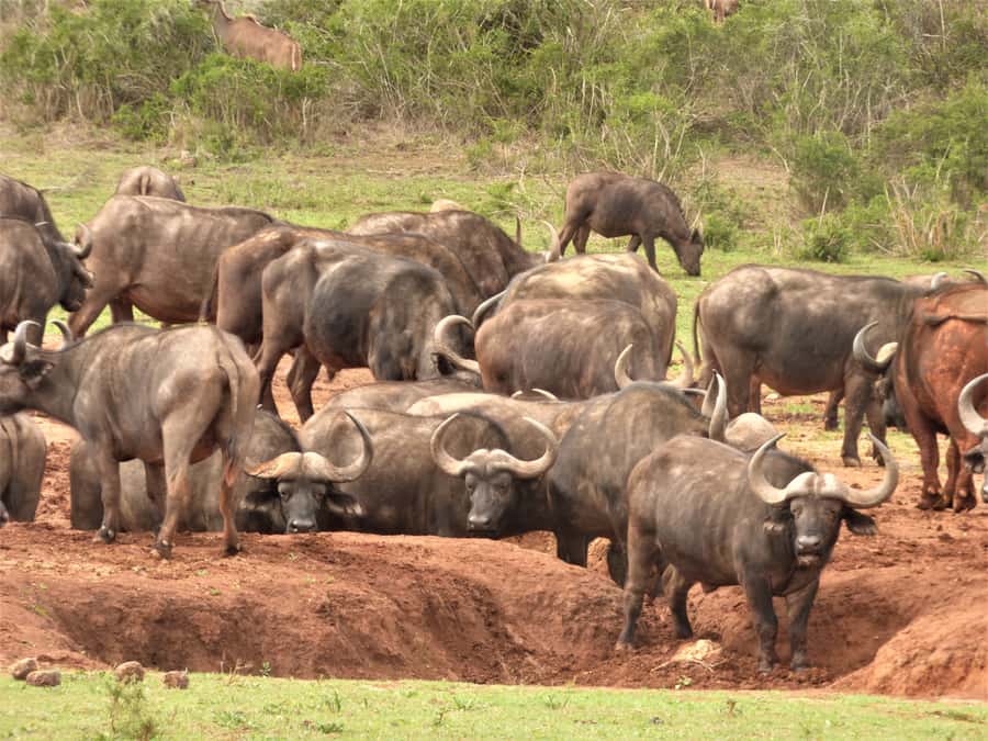 Addo Elephant National Park: Full-Day Safari Tour with Lunch - Price and Value: What You Pay, What You Still Need to Budget