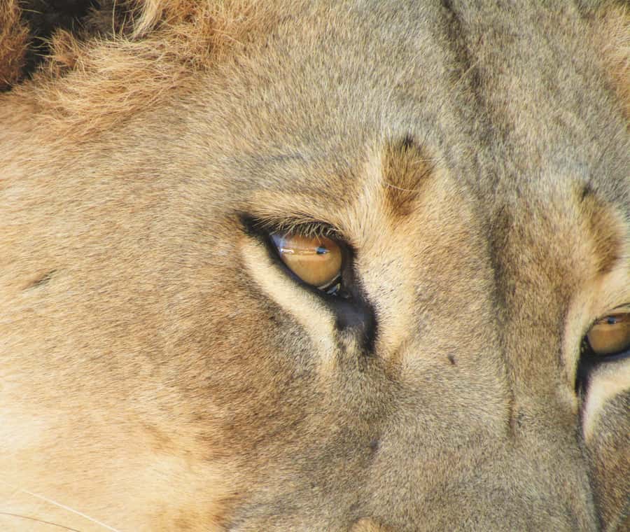 Addo Elephant National Park: Full-Day Safari Tour with Lunch - Who This Tour Suits Best (And Who Might Want Another Option)