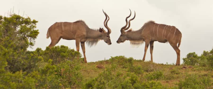 Addo Elephant National Park: Full-Day Safari Tour with Lunch - Chrislin African Lodge Pickup: Simple Start, Real Safari Pace