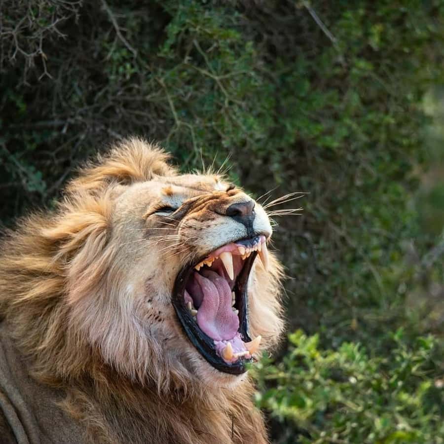 Addo Elephant National Park Full Day Safari with Braai Lunch - Key things I’d plan around before you go