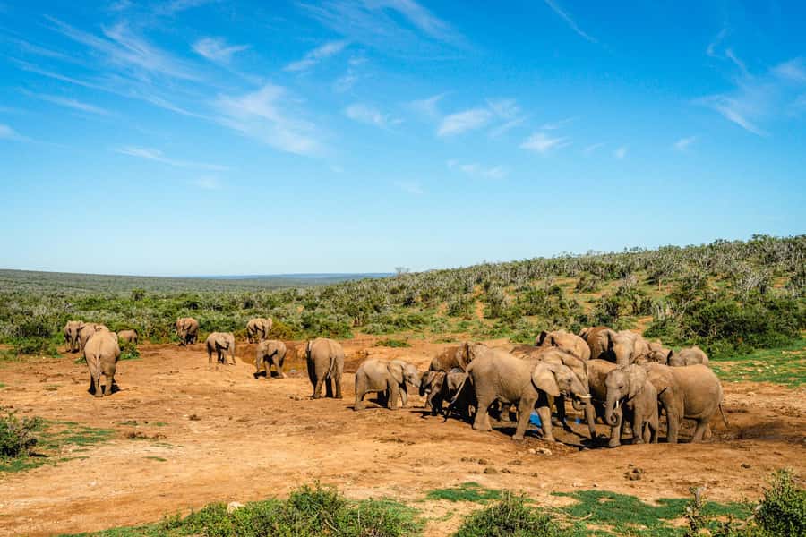 Addo Elephant National Park Full Day Safari with Braai Lunch - The first game drive: early chances for lions, and constant animal scanning