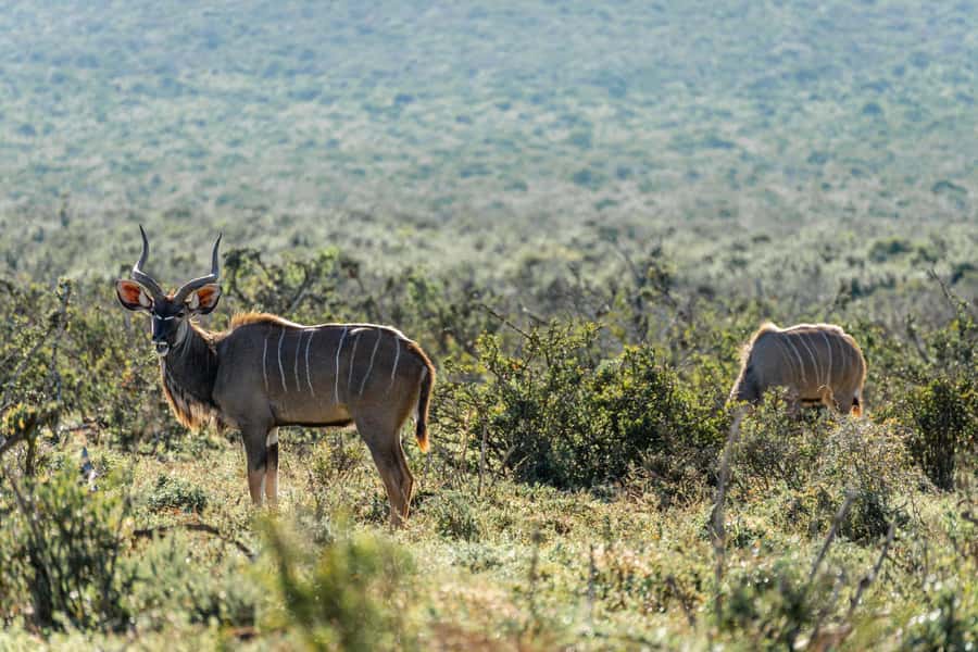 Addo Elephant National Park Full Day Safari with Braai Lunch - Coffee and tea with a coast view in the marine section