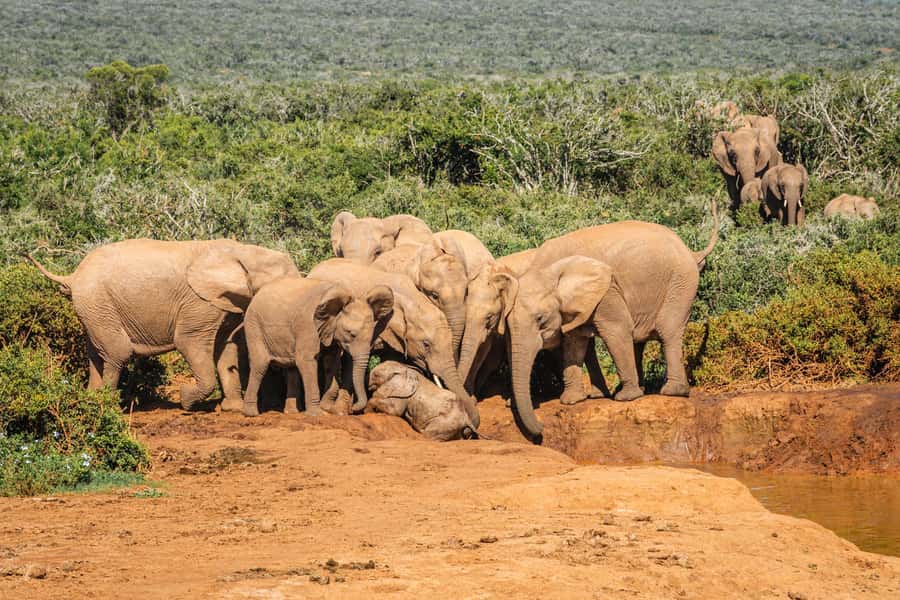 Addo Elephant National Park Full Day Safari with Braai Lunch - Main North waterholes after lunch: elephant action depends on weather