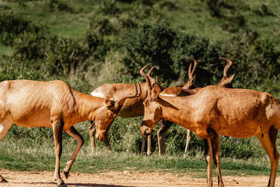 Addo Elephant National Park Full Day Safari with Braai Lunch - Sunset backtracking and golden hour: better light, cooler temps, more chances