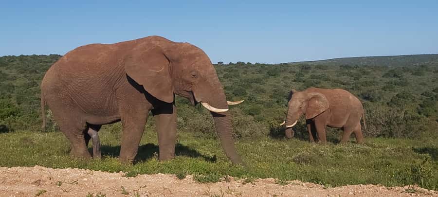 Addo Elephant National Park Full Day Safari with Braai Lunch - Getting to Matyholweni Reception: pickups, vehicles, and your first rules