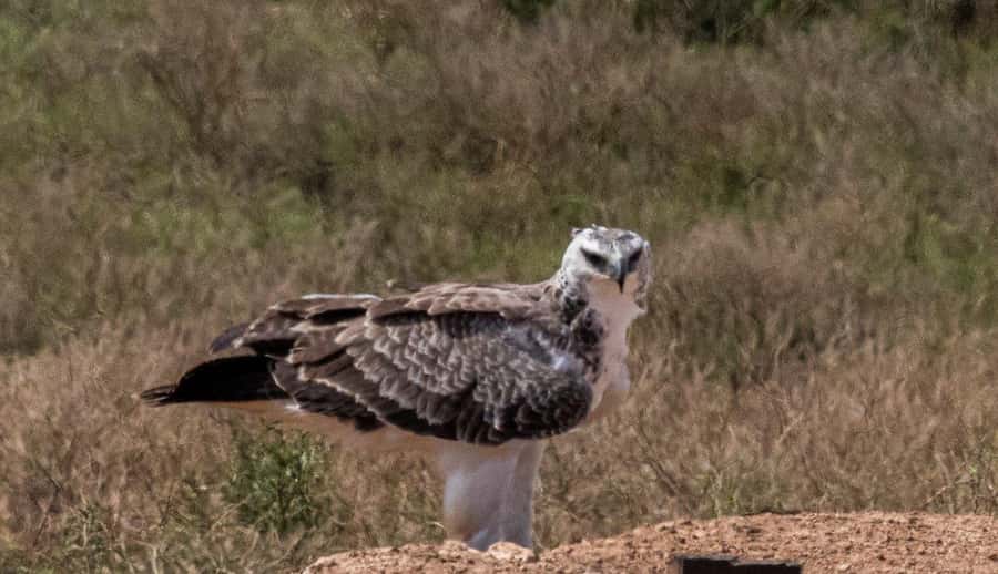 Addo Elephant National Park: Full-Day Safari with Lunch - Key Things to Know Before You Go