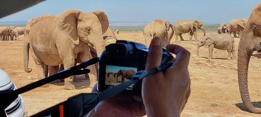 Addo Elephant National Park: Full-Day Safari with Lunch - Addo Elephant National Park, Big 5 Spirit, and Real Safari Timing
