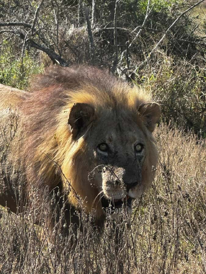 Addo Elephant National Park: Full-Day Safari with Lunch - The Safari Day Itself, What You’ll Likely See, and What You Can’t Control