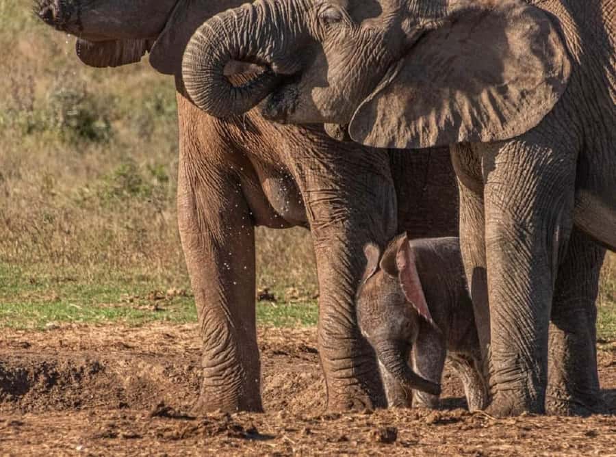 Addo Elephant National Park: Full-Day Safari with Lunch - Group Size and Your Guide, How the Day Feels in Practice