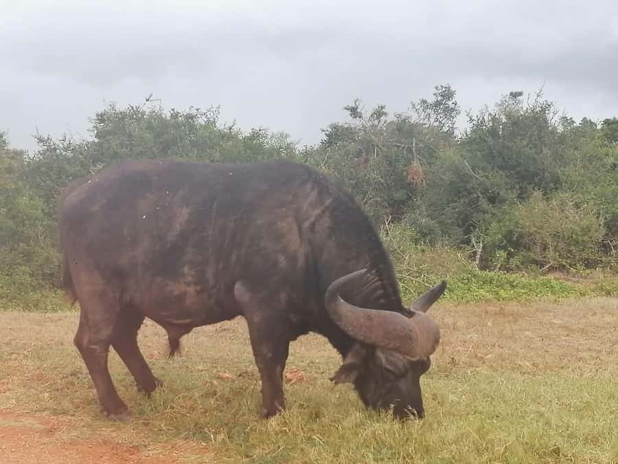 Addo Elephant National Park: Full-Day Safari with Lunch - Getting Picked Up in Port Elizabeth, and Why It Matters