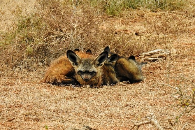Addo Elephant National Park Full Day Safari - How the game drives work in a full-day Addo safari