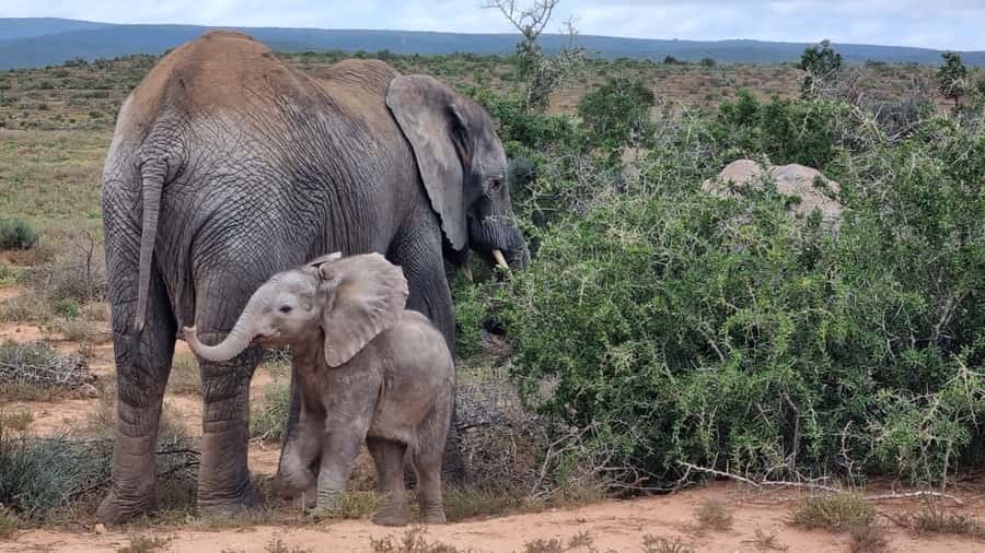 Addo Elephant National Park Game Drive Day Tour With Lunch - Key things that make this Addo tour worth your time