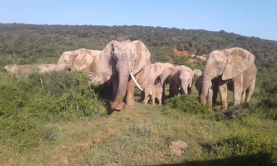 Addo Elephant National Park Game Drive Day Tour With Lunch - Three guided game-drive sessions, and why that schedule helps