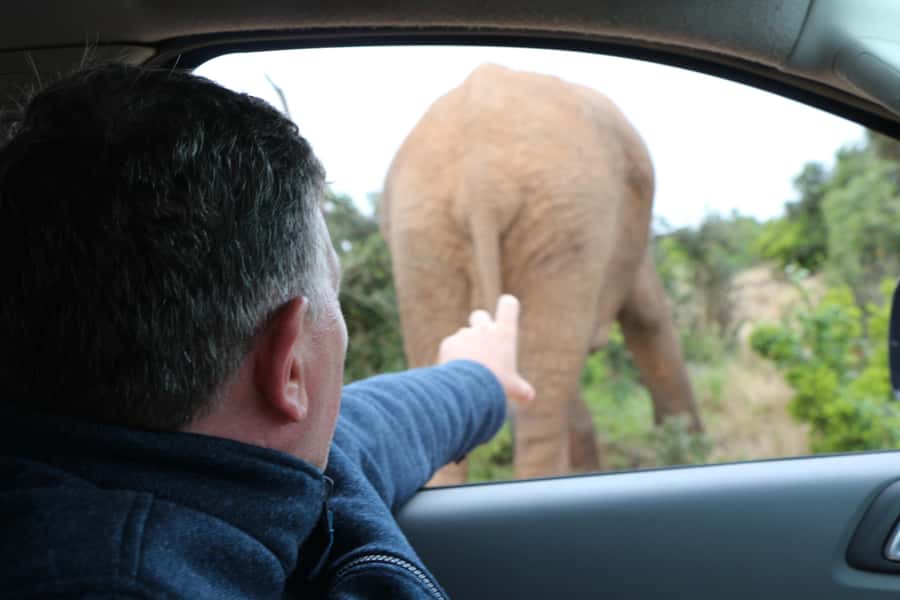 Addo Elephant National Park Game Drive Day Tour With Lunch - The value question: is $236 per person fair?