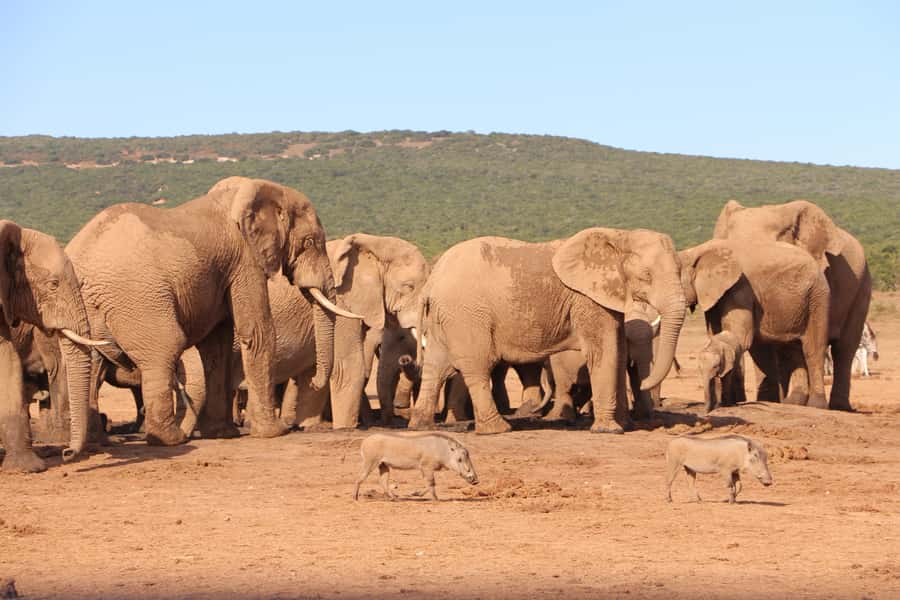 Addo Elephant National Park Game Drive Day Tour With Lunch - Small group logistics that actually improve your safari