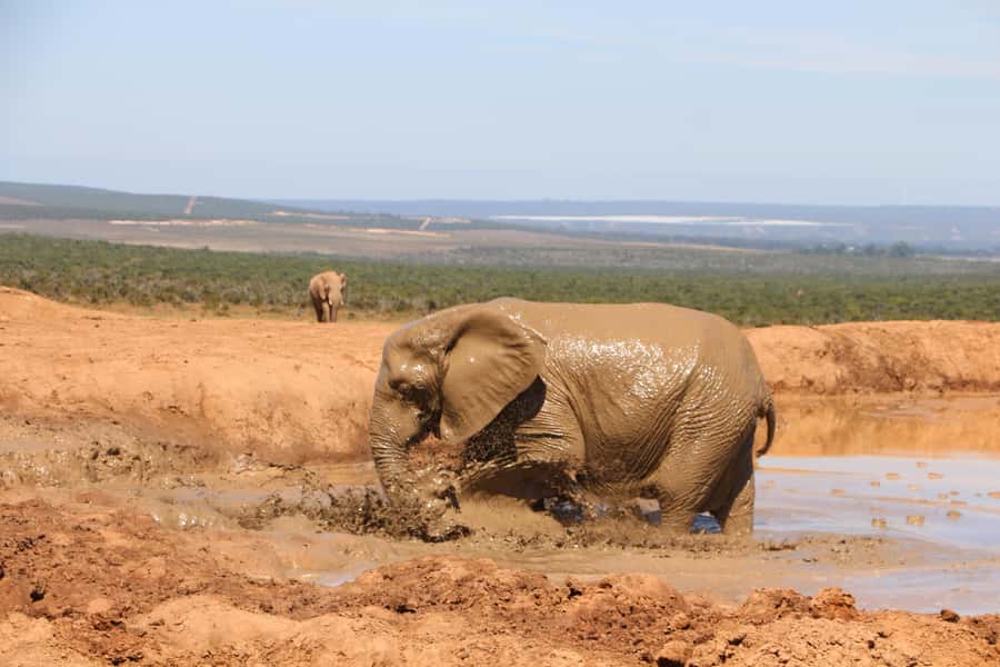 Addo Elephant National Park Game Drive Day Tour With Lunch - Timing matters: what the 7 hours includes and what it does not