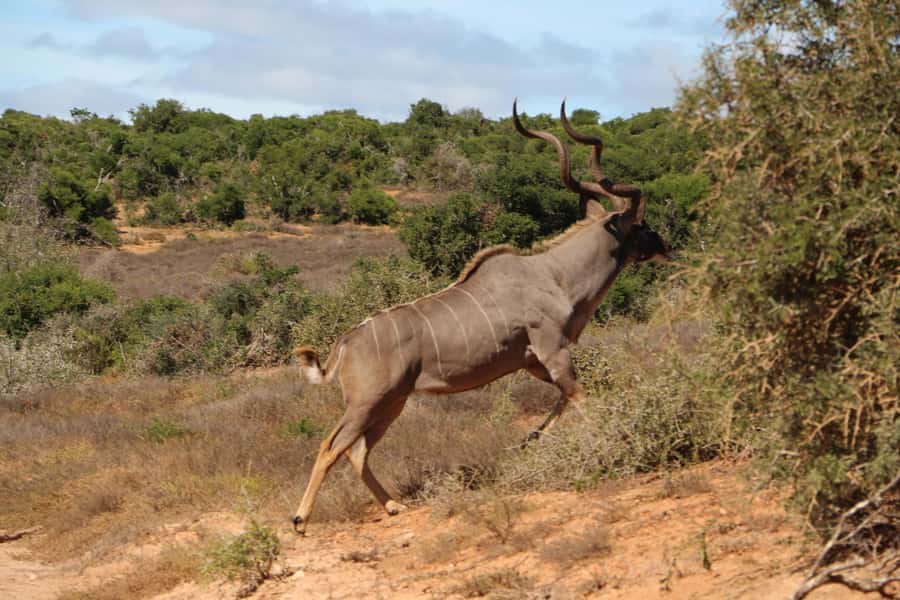 Addo Elephant National Park Game Drive Day Tour With Lunch - Who this tour suits best
