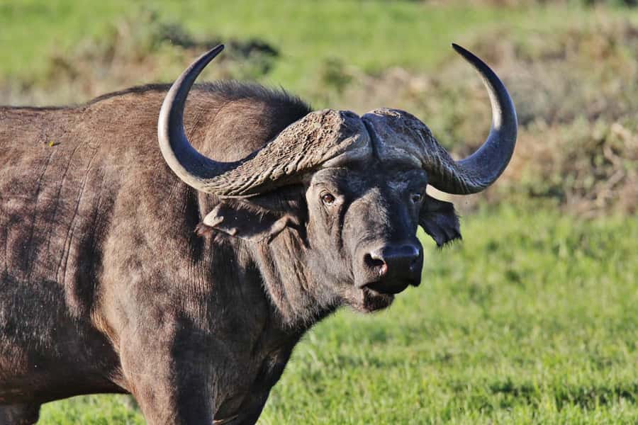 Addo Elephant National Park: Guided Half-Day Safari - Opening roll-out from Chrislin African Lodge at 8:30