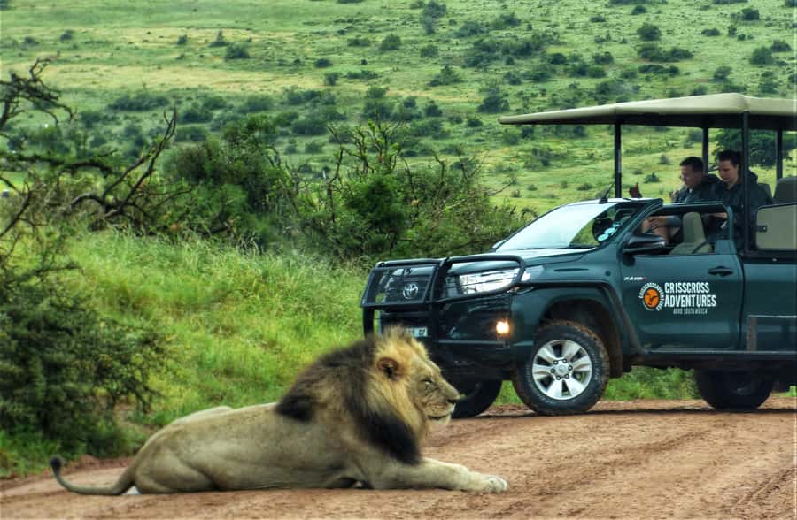 Addo Elephant National Park: Guided Half-Day Safari - The guide experience: animal ID plus local culture stories