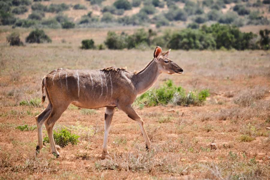 Addo Elephant National Park: Guided Half-Day Safari - What you will actually do inside the park