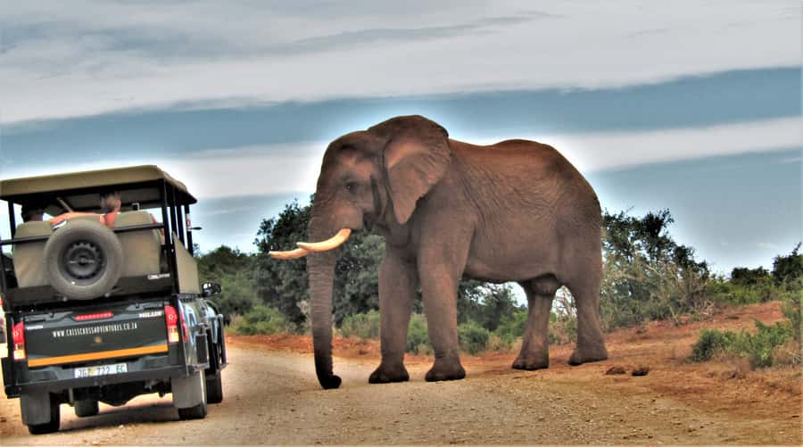 Addo Elephant National Park: Guided Half-Day Safari - Price and entrance fees: what $82 really buys you