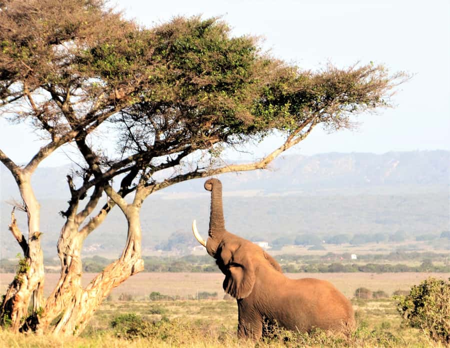 Addo Elephant National Park: Guided Half-Day Safari - Who this Addo half-day safari is best for