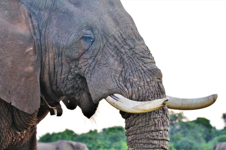 Addo Elephant National Park: Guided Half-Day Safari - Should you book this Addo Elephant National Park half-day?
