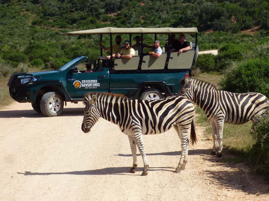 Addo Elephant National Park: Guided Half-Day Safari - Open-vehicle safari time, and why it changes the experience