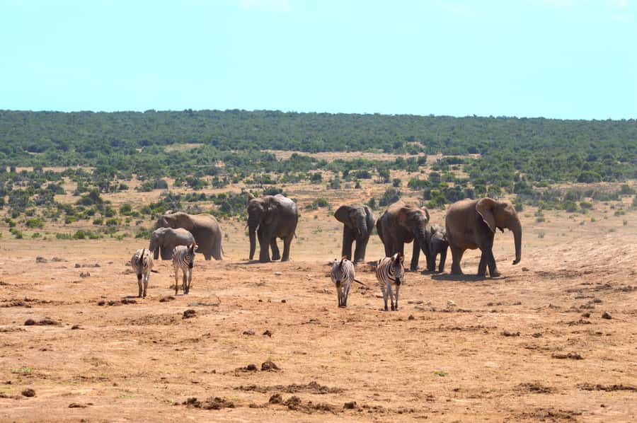 Addo Elephant National Park: Half Day Private Safari - Key highlights to know before you go