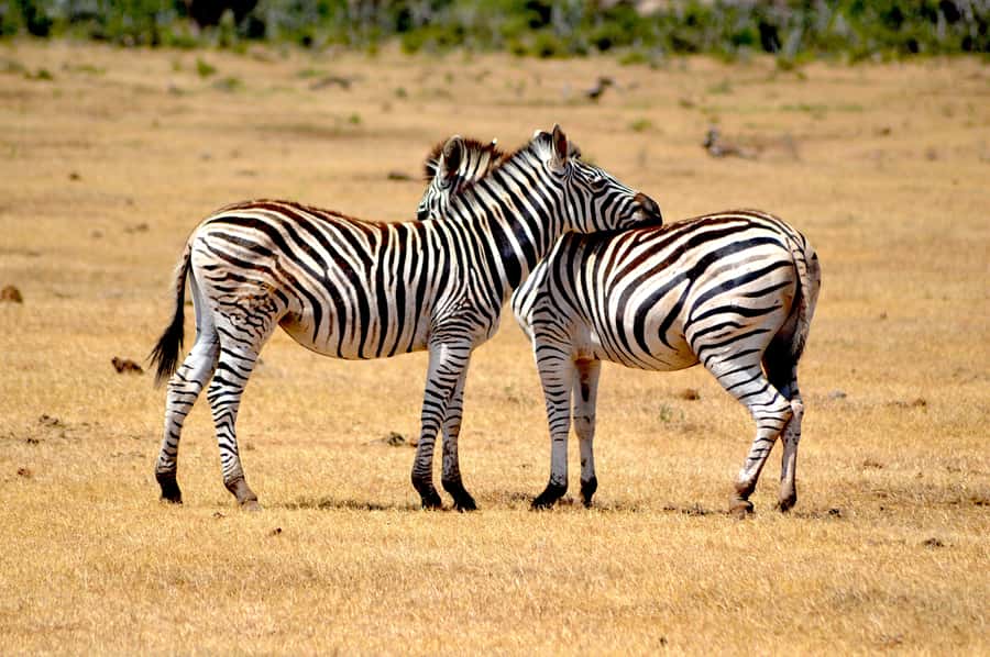 Addo Elephant National Park: Half Day Private Safari - A Private Half-Day Safari in Addo, the way you can actually enjoy it