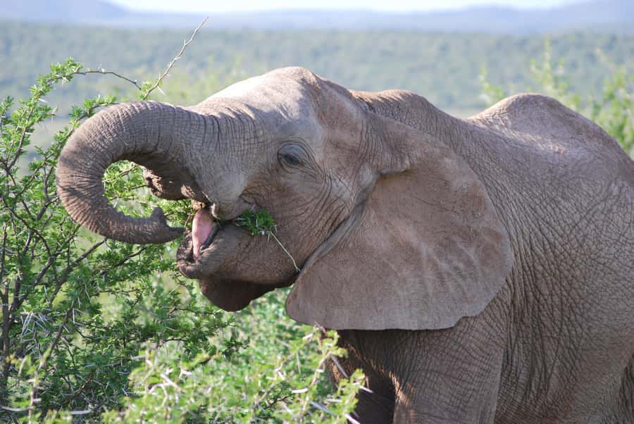 Addo Elephant National Park: Half Day Private Safari - The 5-hour guided drive: your best odds for elephants, lions, and rhino