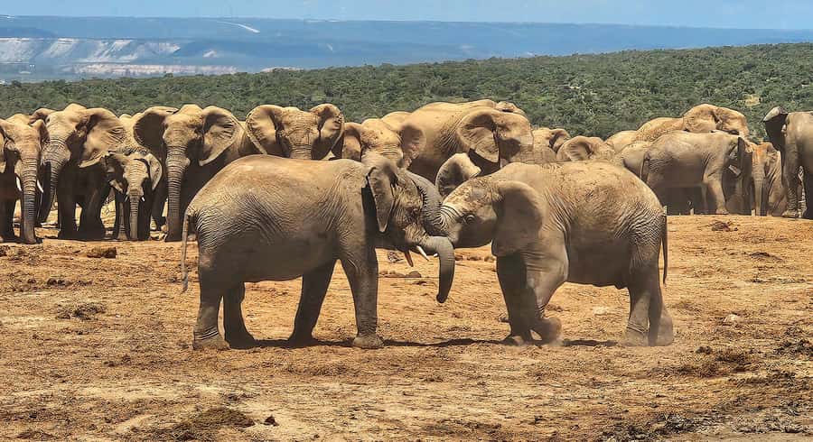 Addo Elephant National Park: Half Day Private Safari - Beyond mammals: birds, small mammals, and plant life