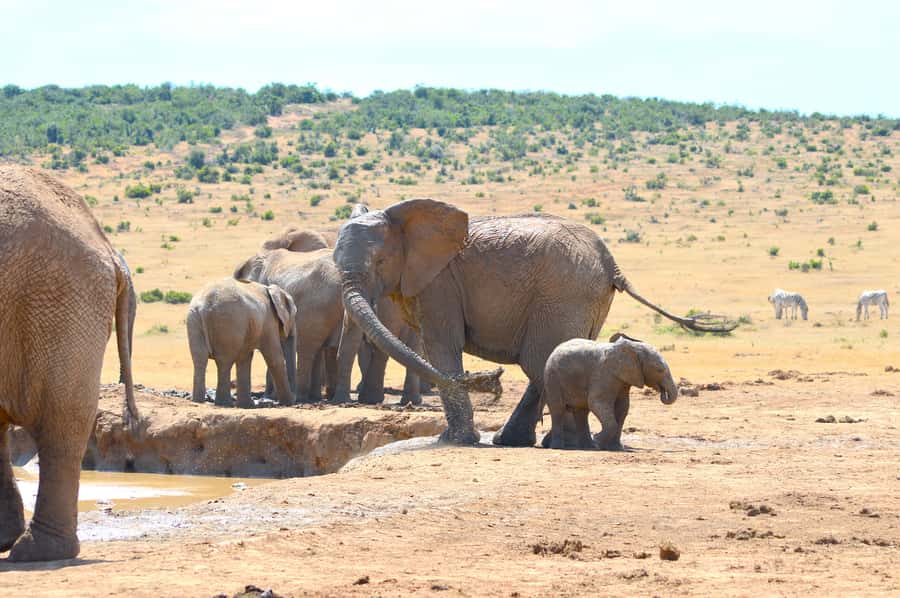 Addo Elephant National Park: Half Day Private Safari - Family-friendly safari: kids packs and car seats that actually help