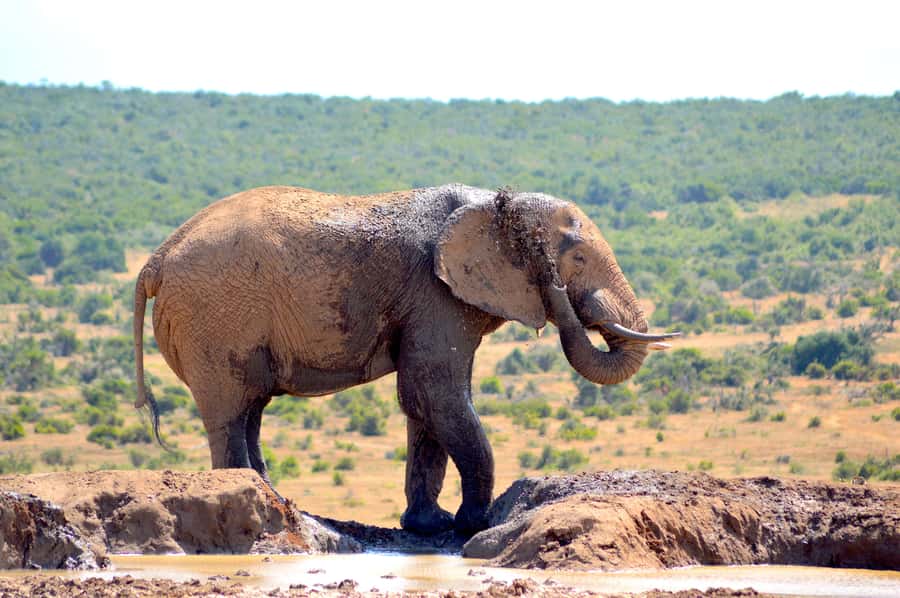 Addo Elephant National Park: Half Day Private Safari - Pickup in Addo and that first moment in the safari seat