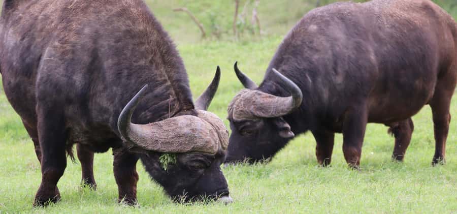 Addo Elephant National Park Private Full-Day Safari - Lunch inside Addo: where a meal becomes part of the safari