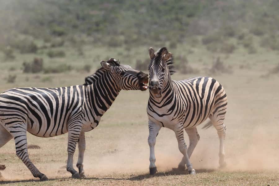 Addo Elephant National Park Private Full-Day Safari - Practical tips for a smooth 9-hour day in the Eastern Cape