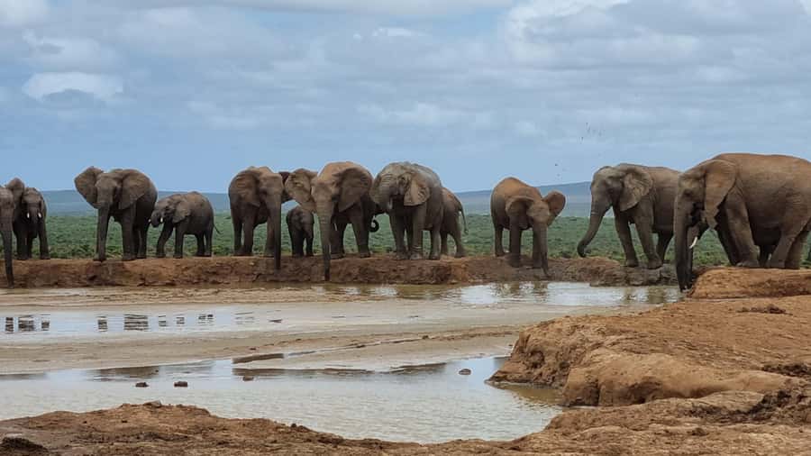 Addo Elephant National Park Private Full-Day Safari - The morning start: pickup timing and the Port Elizabeth to Addo run