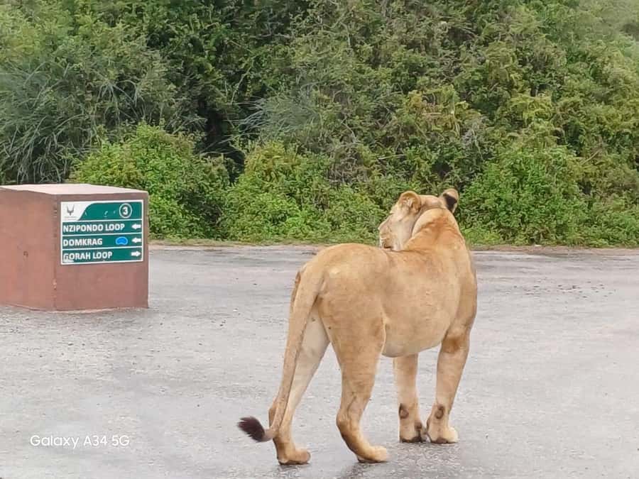 : Addo Elephant National Park Safari Half Day - Key things to know before you go