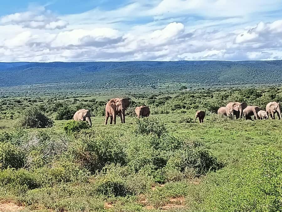 : Addo Elephant National Park Safari Half Day - A 4-hour Addo safari that starts from Port Elizabeth