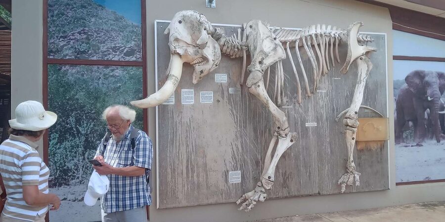 : Addo Elephant National Park Safari Half Day - Your guide: what makes the experience feel worth it