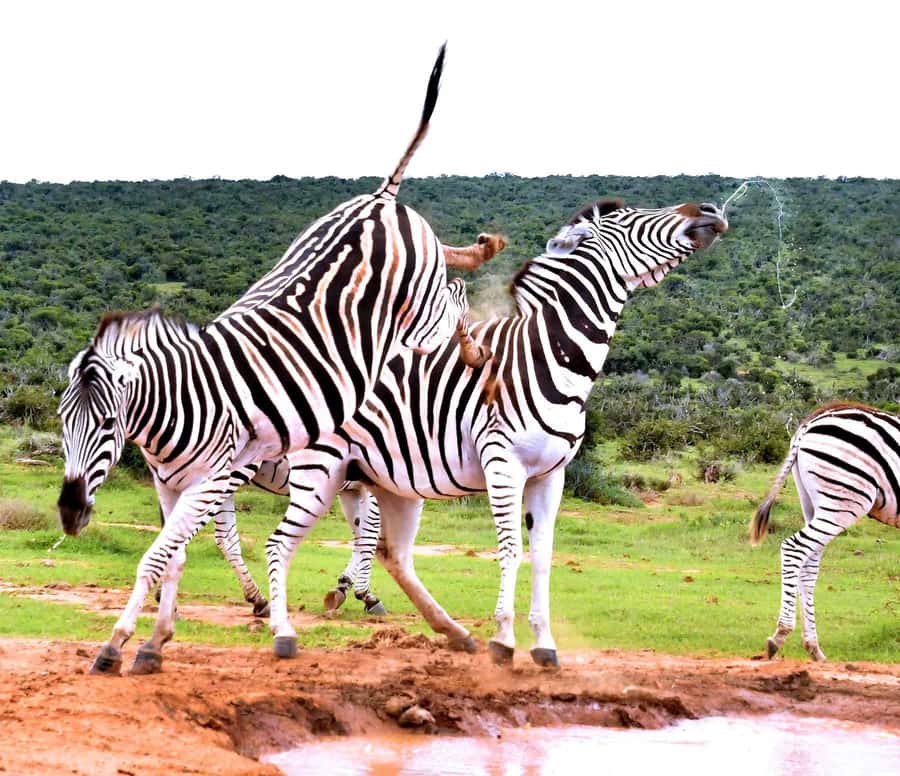 : Addo Elephant National Park Safari Half Day - Snacks, beer, and wine during the drive, and one rule to clarify