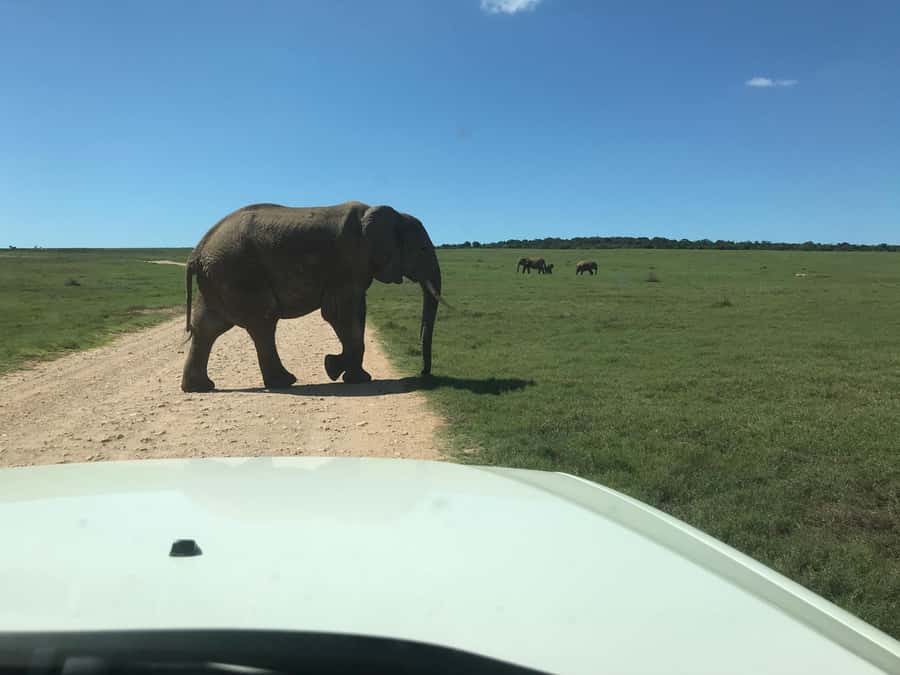 : Addo Elephant National Park Safari Half Day - Price and value: is $152 per person fair for what you get?