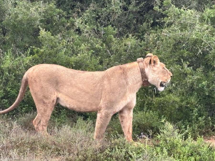 : Addo Elephant National Park Safari Half Day - South Gate, signatures, and how the drive kicks off