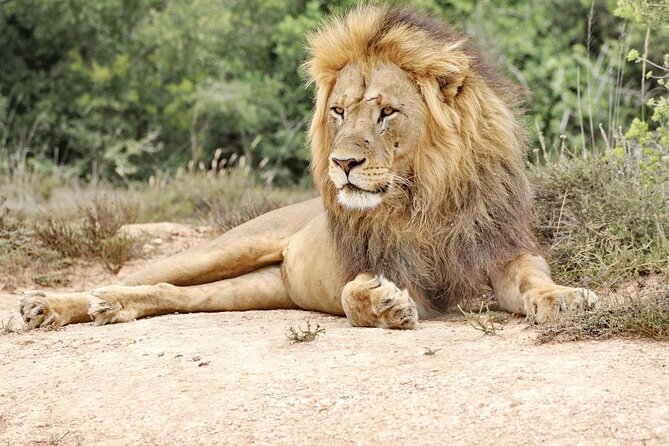 Addo Elephant National Park Tour - Full day of Wildlife Wonders - Why Addo Elephant National Park feels like a real wildlife day