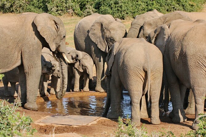 Addo Elephant National Park Tour - Full day of Wildlife Wonders - Morning safari strategy: searching malaria-free Big 5 country