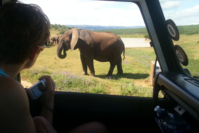 Addo Elephant National Park Tour - Full day of Wildlife Wonders - The guide and the vehicle: why Alan’s road choices mattered