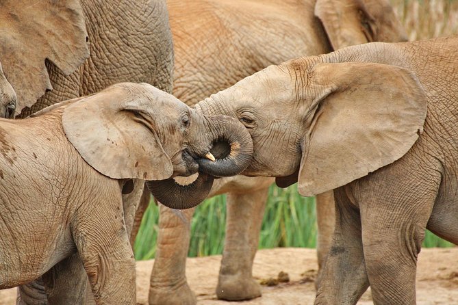 Addo Elephant National Park Tour - Full day of Wildlife Wonders - Port Elizabeth pickup and your 9:00 am start inside the park