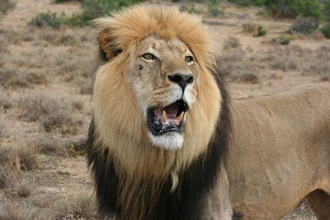 Addo Elephant National Park Tours from Port Elizabeth - Key highlights to know before you go