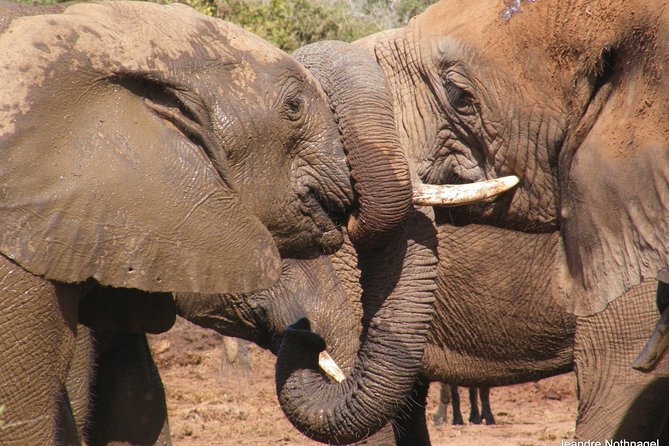 Addo Elephant National Park Tours from Port Elizabeth - Why a pro Game Ranger changes Addo from a drive into a lesson
